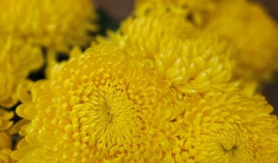 Chrysanthèmes locaux et livraison Toussaint, Fleur et Sens, Puy-en-Velay