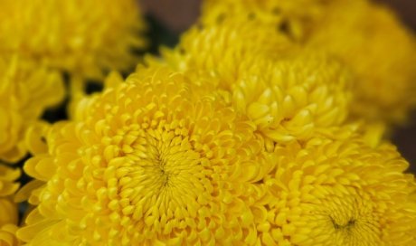 Chrysanthèmes locaux et livraison Toussaint, Fleur et Sens, Puy-en-Velay